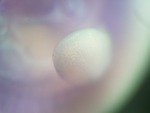 EMAGE:26255