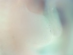 EMAGE:26261