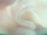 EMAGE:26261