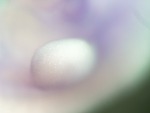 EMAGE:26272
