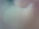 EMAGE:26278