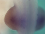 EMAGE:26297