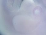 EMAGE:26297