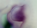EMAGE:26308