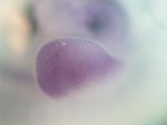 EMAGE:26308