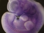 EMAGE:26339