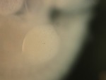 EMAGE:26443