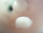 EMAGE:26493