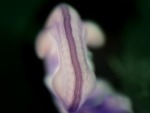 EMAGE:26524