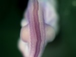 EMAGE:26524
