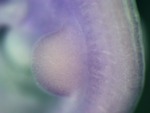 EMAGE:26524