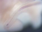 EMAGE:26558