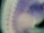 EMAGE:26565