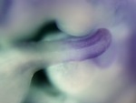 EMAGE:26565