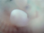 EMAGE:26565