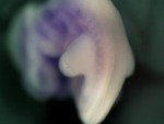 EMAGE:26584
