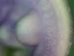 EMAGE:26602