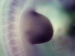 EMAGE:26758