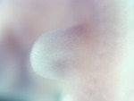 EMAGE:26759