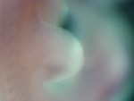 EMAGE:26759