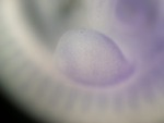 EMAGE:26759
