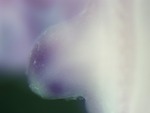 EMAGE:26775