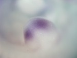 EMAGE:26775