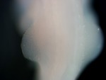 EMAGE:26834