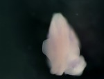 EMAGE:26851