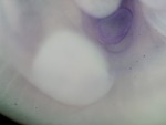 EMAGE:26892