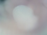 EMAGE:26952