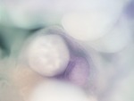 EMAGE:27022
