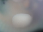 EMAGE:27024