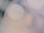 EMAGE:27024