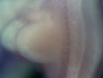 EMAGE:27032