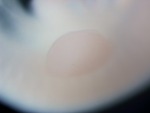 EMAGE:27048
