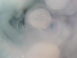 EMAGE:27051