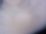 EMAGE:27054