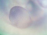 EMAGE:27069