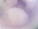 EMAGE:27105
