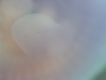 EMAGE:27117