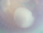 EMAGE:27119