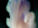 EMAGE:27146