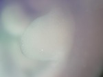 EMAGE:27176