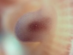 EMAGE:27194