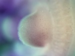 EMAGE:27197