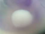 EMAGE:27204