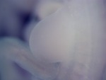 EMAGE:27214