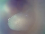 EMAGE:27250