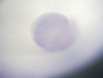 EMAGE:27277